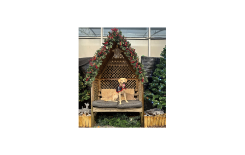 Yellow Labrador sat on a bench in a Christmas setting.