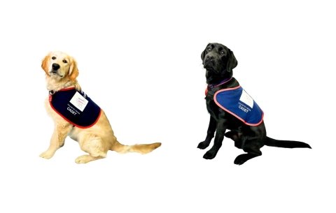 Golden Retriever & Black Labrador