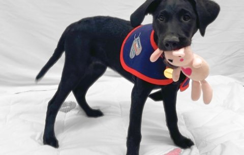 Hounds for Heroes puppy in jacket 