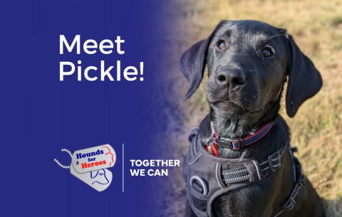 Pickle, a black Labrador puppy, looks towards the camera while sitting outdoors.
