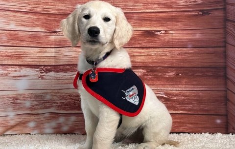 Golden Retriever puppy sat on a rug wearing an assistance dog jacket.
