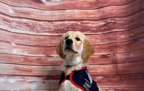 Golden Retriever puppy sat on a rug wearing an assistance dog jacket.