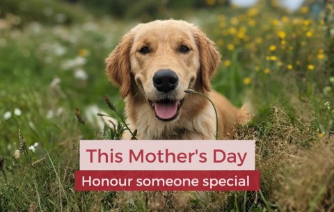 Hounds for Heroes assistance dog honouring mothers this mother's day
