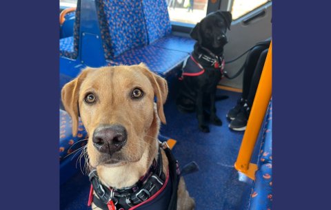 Hounds for Heroes Assistance dogs training on bus
