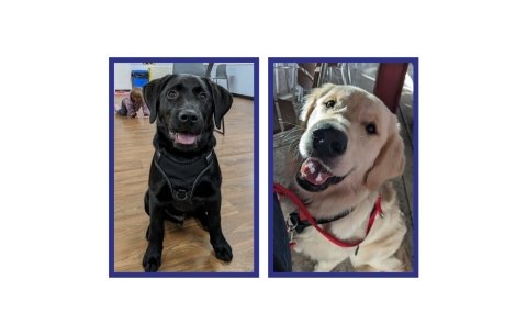 Black Labrador sat in a hall & a Golden Retriever sat in a cafe