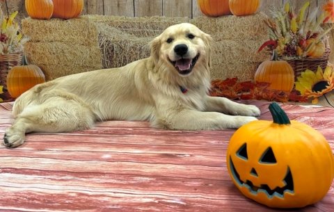 Vanguard with pumpkin