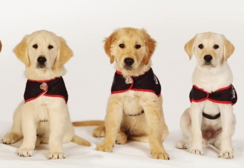 5 Golden Retriever & Labrador puppies in a row, wearing assistance dog jackets