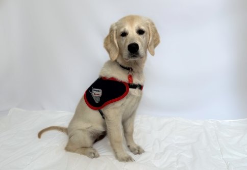 Cadet Amber Puppy photo in jacket 