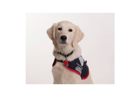 Golden Retriever wearing an assistance dog jacket looking into the camera