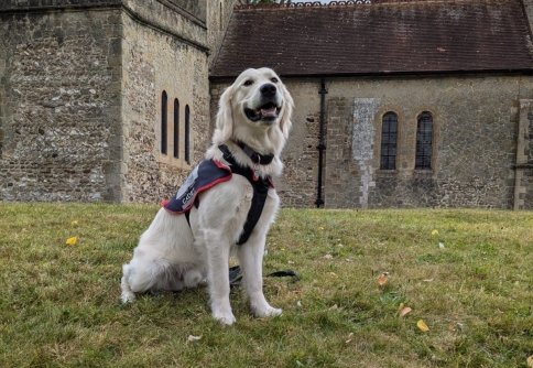 Hounds for Heroes Assistance dog in jacket with puppy training pass certificate