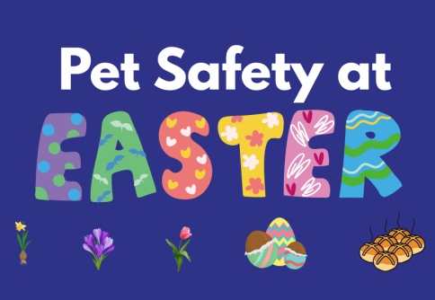 Pet Safety