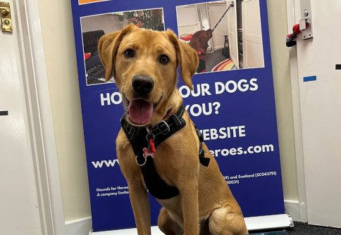 Blaze puppy foundation