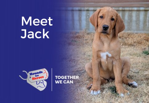 Hounds for Heroes Assistance dog, puppy in training, Jack